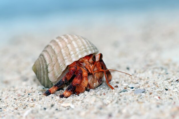 L'ermite marchant sur le sable blanc L'ermite gros plan sur le sable