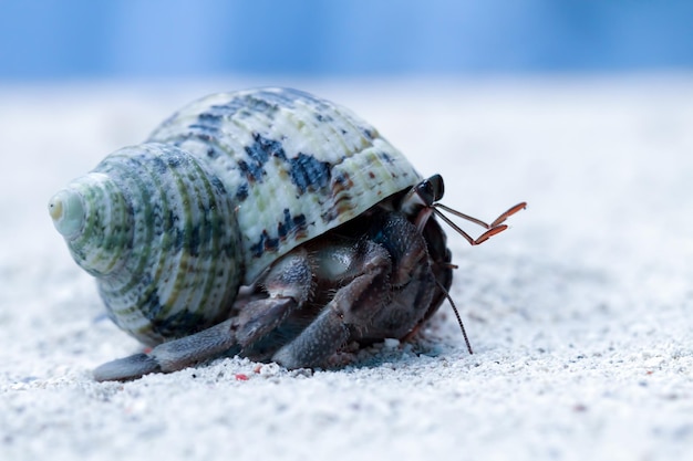 L'ermite marchant sur le sable blanc L'ermite gros plan sur le sable