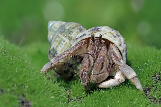 L'ermite marchant sur le sable blanc L'ermite gros plan sur le sable