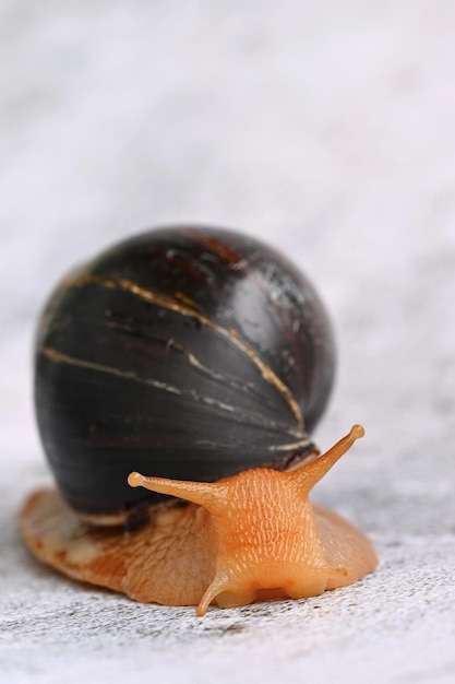 Escargot africain Beau détail du terrarium d'escargots terrestres animalxDxAAChatina Achatina