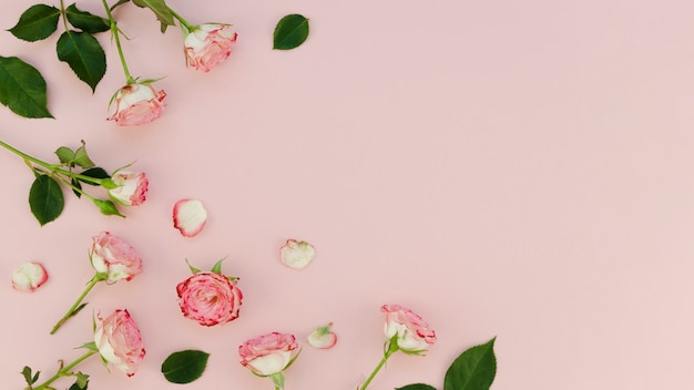 Photo gratuite espace de copie de belles roses