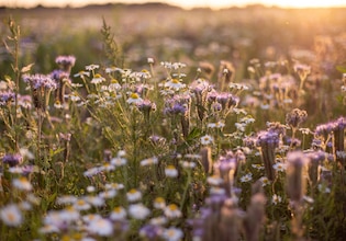 Fleurs sauvages