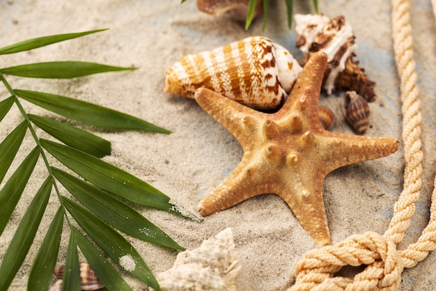 Photo gratuite Étoile de mer et coquillages dans le sable