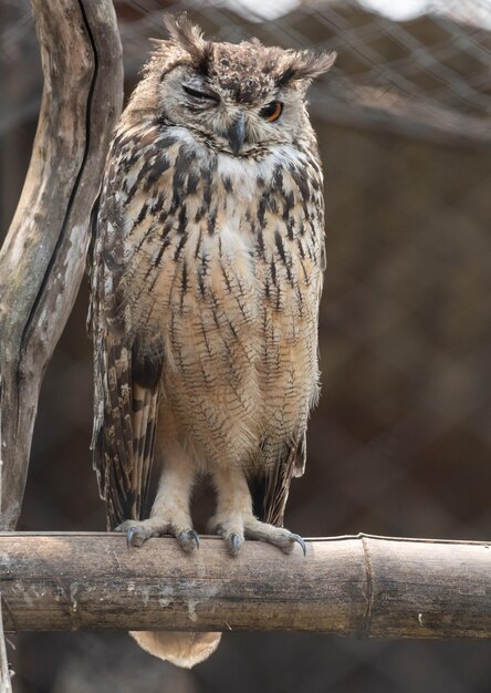 Eurasian Eagle-owl clignant de l'œil en se perchant sur un poteau en bois dans le z