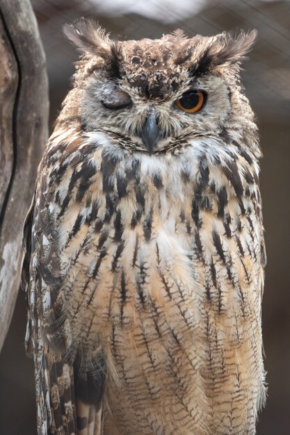 Eurasian Eagle-owl faisant un clin d'œil alors qu'il était assis sur son perchoir dans un zoo