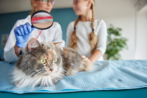 Examen du chat avec une loupe