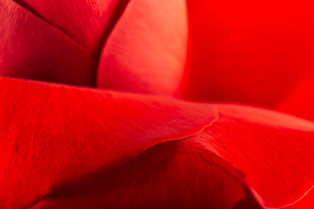 Extrême gros plan de beaux pétales de rose rouge