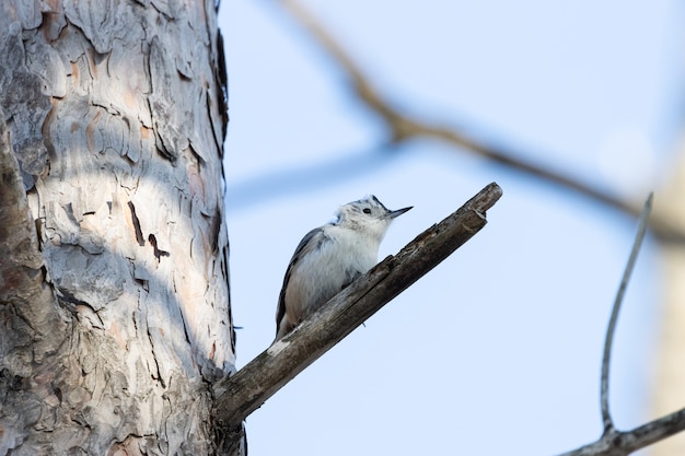 Faible Angle D'un Bel Oiseau Sittelle à Poitrine Blanche Reposant Sur La Branche D'un Arbre