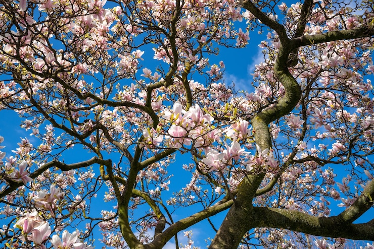 Photo gratuit faible angle des branches de fleurs de cerisier de l'arbre