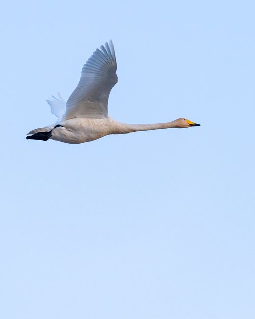 Faible angle de vue d'un cygne chanteur volant sous la lumière du soleil et un ciel bleu