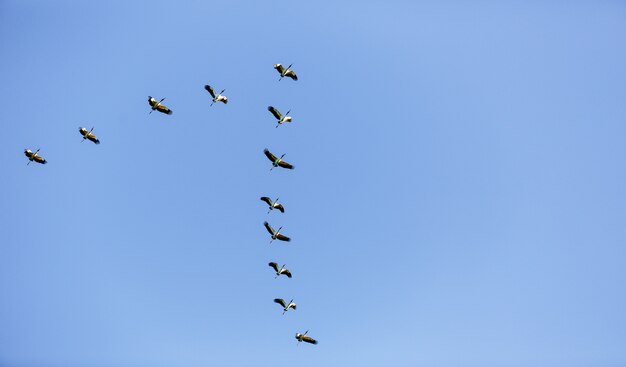 Faible angle de vue d'une volée d'oiseaux volant dans le ciel bleu pendant la journée