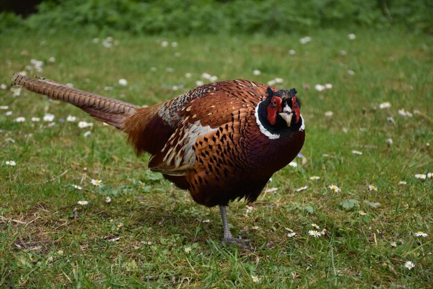 Faisan commun debout dans une clairière d'herbe en Angleterre.