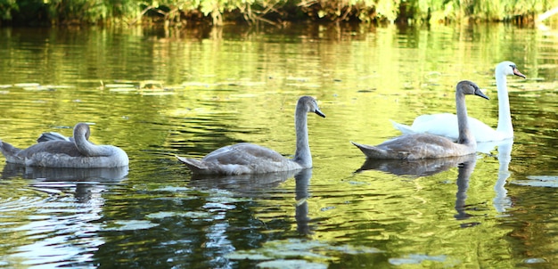 Photo gratuite famille de cygnes