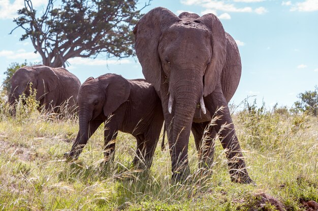 Famille d'éléphants d'Afrique marchant dans la savane