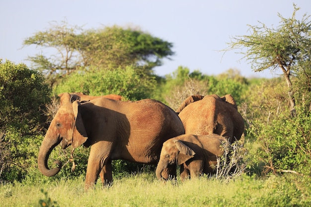 Famille d'éléphants dans le parc national de Tsavo East, Kenya, Afrique