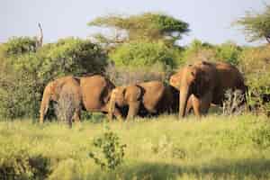 Photo gratuite famille d'éléphants dans le parc national de tsavo east, kenya, afrique