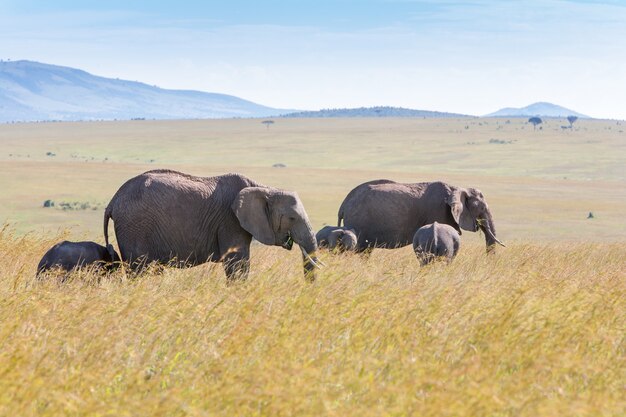 Famille d'éléphants marchant dans la savane