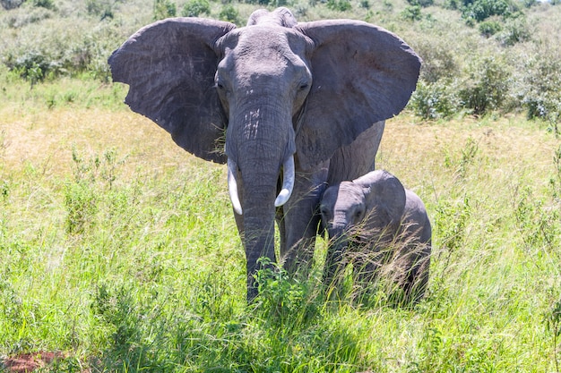 Photo gratuite famille d'éléphants marchant dans la savane