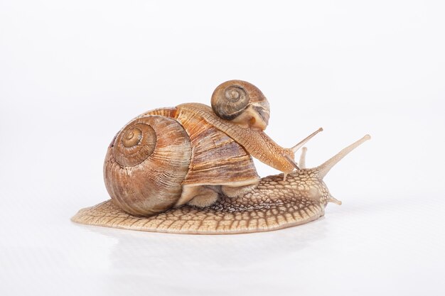 Escargot Mere Transportant Bebe Escargot Sur Sa Coquille De Detente Sur Une Fleur De Gerbera Rose Corail Avec De Nombreuses Gouttelettes D Eau Photo Premium
