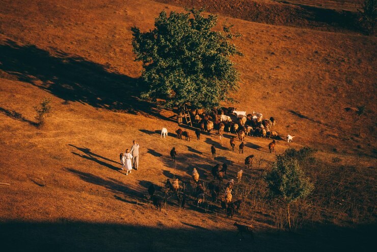 Photo gratuit une famille avec un troupeau de moutons dans un pré