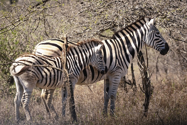Famille Zebra en Afrique du Sud