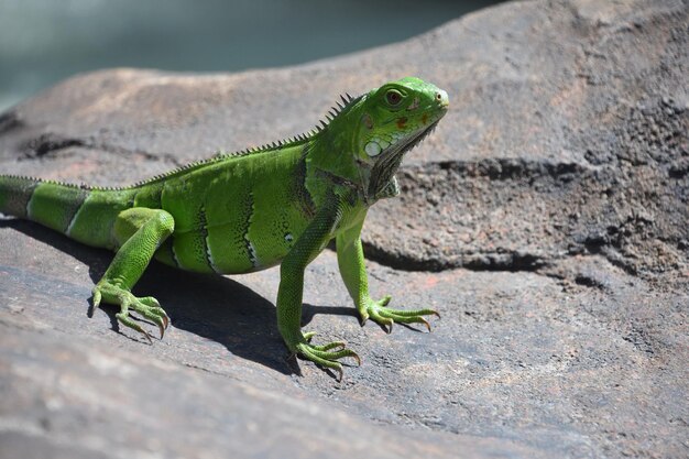 Fantastique lézard iguane vert sur un gros rocher à Aruba