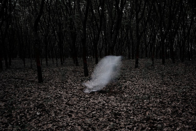 Un fantôme dans une forêt sombre