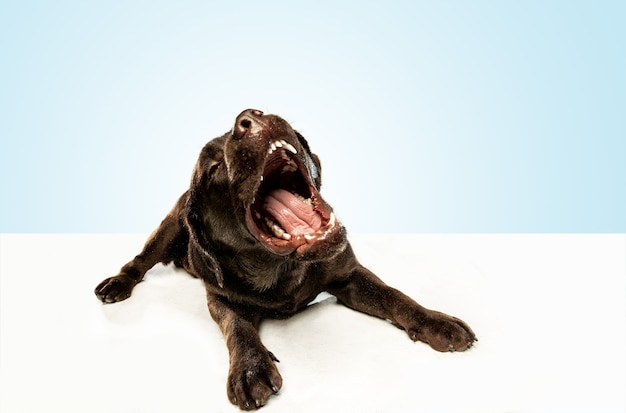 Fatigué après une bonne marche. Chien labrador retriever au chocolat est assis et bâille.