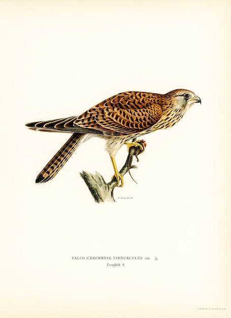 Faucon crécerelle femelle (Falco tinnunculus) illustré par les frères von Wright.