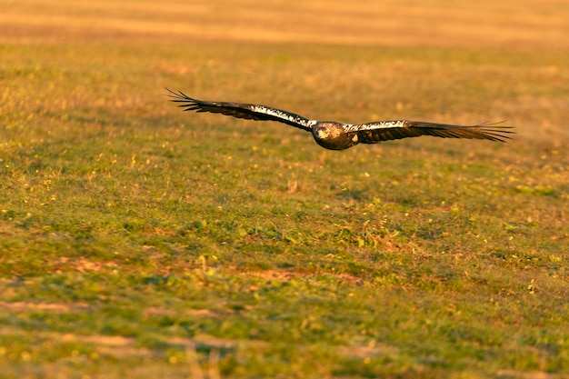 Femelle adulte aigle impérial espagnol volant avec les premiers rayons de l'aube un jour d'hiver