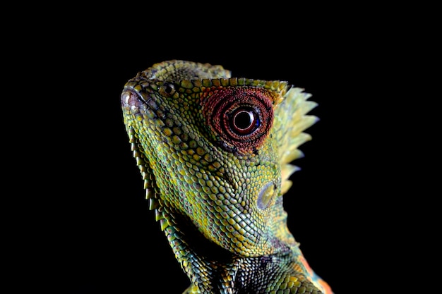 Femelle de dragon de forêt de lézard sur la branche avec le fond noir