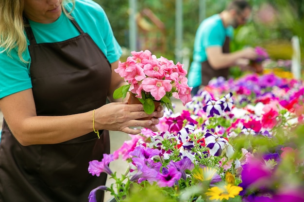 Femme blonde méconnaissable vérifiant les fleurs en pot. Jardiniers professionnels en tabliers travaillant avec des plantes en fleurs en serre. Mise au point sélective. Activité de jardinage et concept d'été