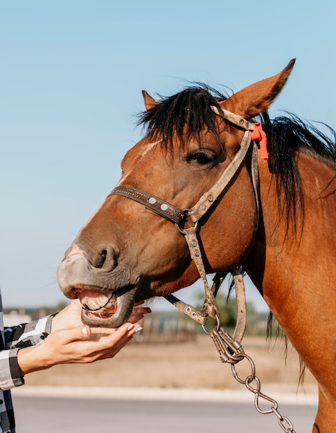 Femme caresser adorable cheval