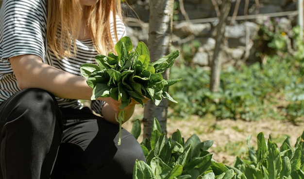 Photo gratuite une femme cueille des feuilles de laitue dans le potager.