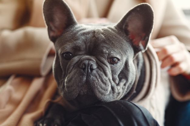 Femme élégante dans un manteau marron avec bouledogue noir