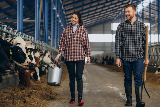 Femme et homme agriculteurs nourrissant des vaches à l'étable
