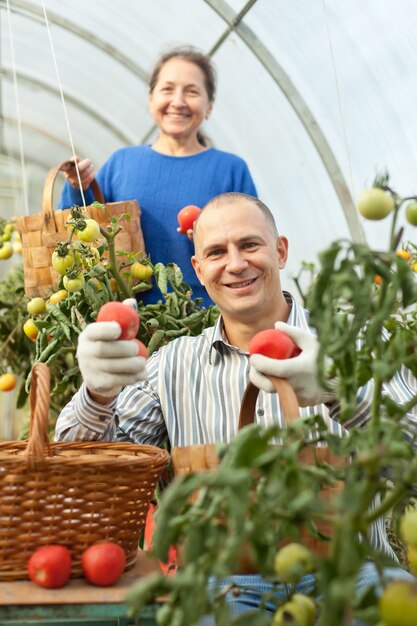 Femme et homme cueillant des tomates