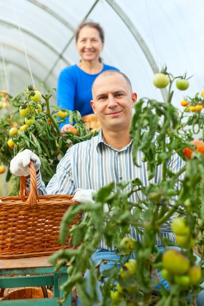 Femme et homme qui prennent de la tomate