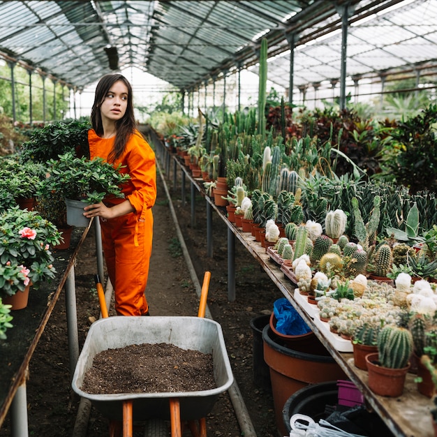 Femme jardinier tenant une plante en pot en serre