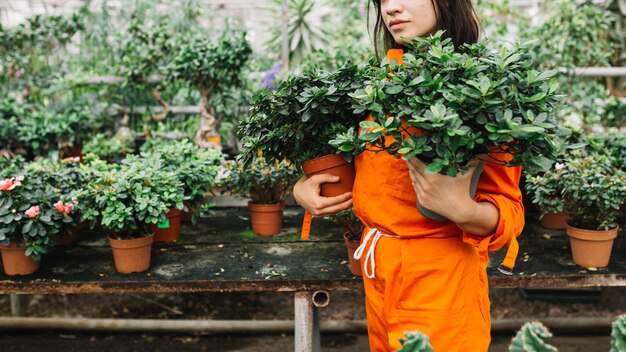Femme jardinier tenant des plantes en pot en serre