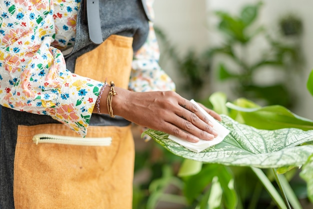 Femme nettoyant la feuille de plante en pot