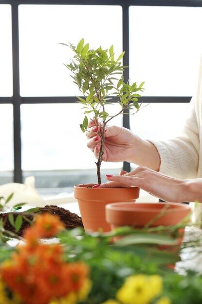 Femme, planter, petit, arbre, intérieur, maison