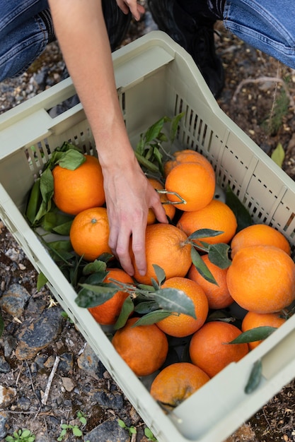 Femme prenant une orange dans une boîte