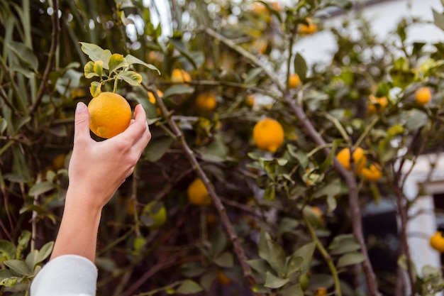 Femme, prendre, citron, dehors, citron, arbre