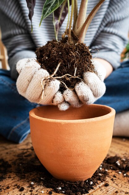 Femme rempotant une plante d'intérieur à l'intérieur de sa maison