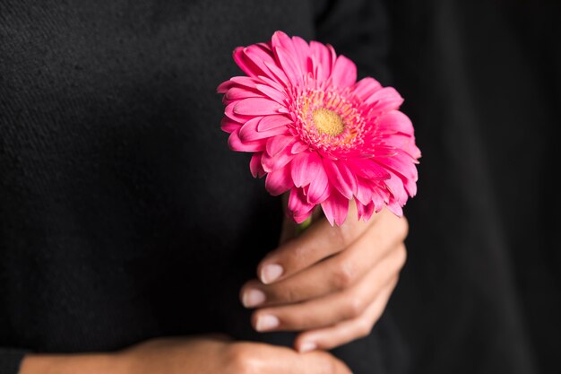 Femme tenant une fleur de gerbera rose dans les mains