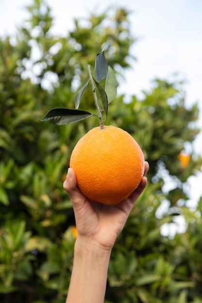 Femme tenant une orange dans sa main