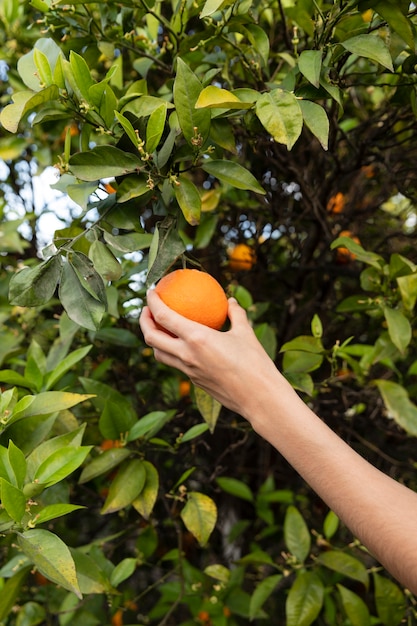 Femme tenant une orange dans sa main