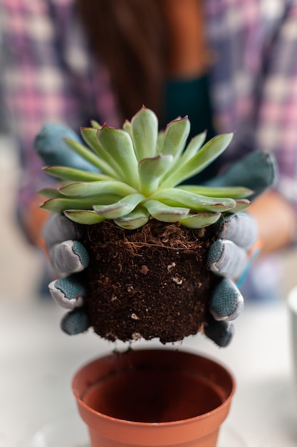 Femme Tenant Une Plante Succulente Assise Sur La Table Dans La Cuisine