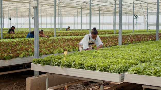 Femme travaillant dans une serre faisant l'inspection à la recherche de semis malsains en serre pour une meilleure qualité de récolte. Fermier afro-américain prenant soin des plants de laitue en enlevant les plantes endommagées.